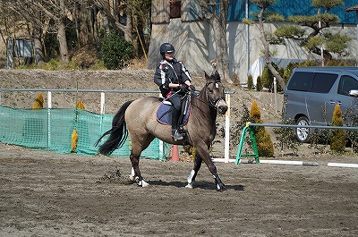 人の三歳児に接するのと同じように馬にも接しよう
