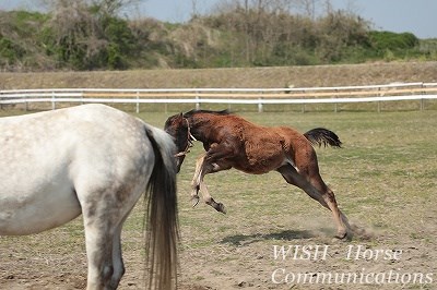 乗馬の子馬