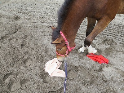 新馬調教　馬を安心させる