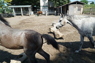 馬は放牧して当たり前