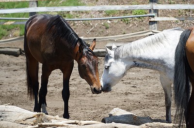 馬は乗馬クラブの雰囲気に染まる