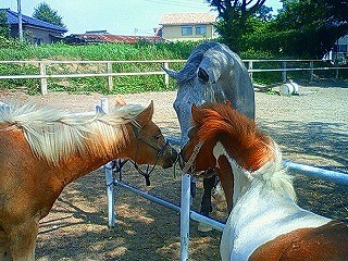 馬を愛する気持ち馬の言葉