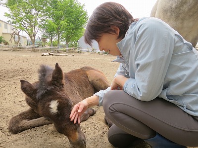 馬と仲良くなる馬術を極める