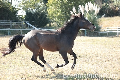優しい馬と乗馬