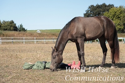 癒される乗馬