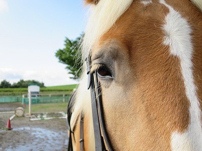 ウィッシュの馬はいい匂い