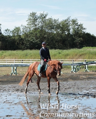 乗馬　馬術　ハミ受け