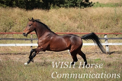 乗馬　種牡馬
