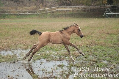 雨上がりの仔馬