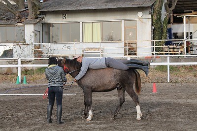 馬の教育