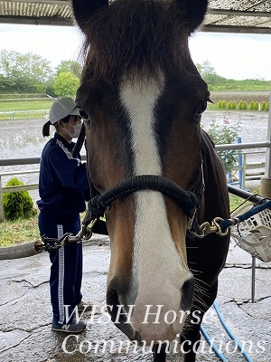 平和な乗馬