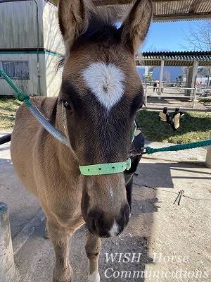 初めての仔馬の削蹄
