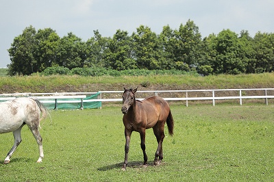 のんびりいい表情の馬