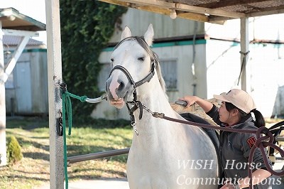 馬は手入れが大好き