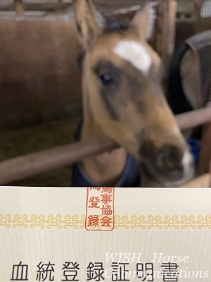 馬の血統登録証明書