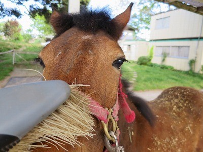 新馬調教　馬育ては小さな一歩の積み重ね