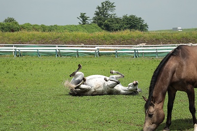 気持ち良く寝転ぶ馬