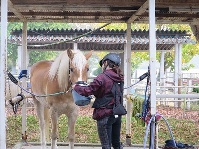 本気で乗馬がしたい！