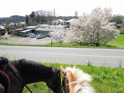 馬でお花見