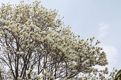 乗馬クラブのコブシの花