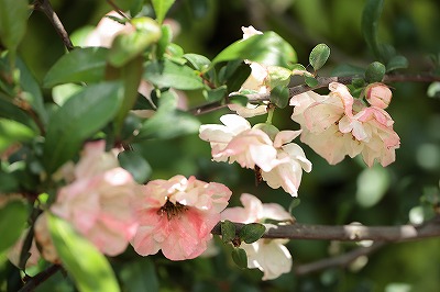 ボケの花