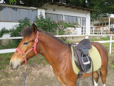新馬調教　馬を馬に育てる