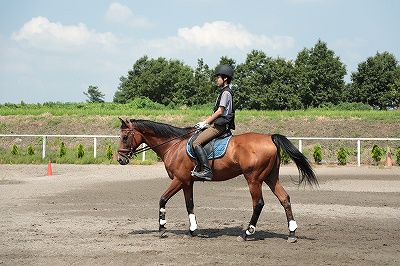 乗馬のハミ受け