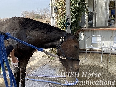 馬が気持ちいいときの表情