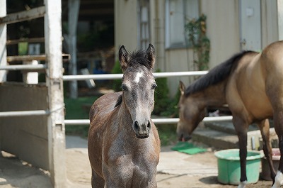 馬とアイコンタクトが大切