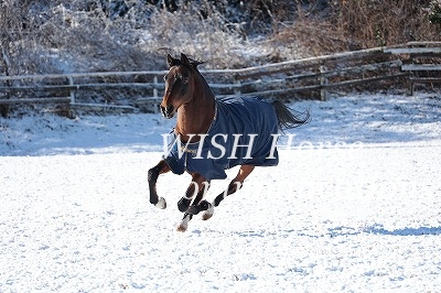疾走する馬