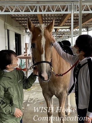 全日本馬場馬術大会2021