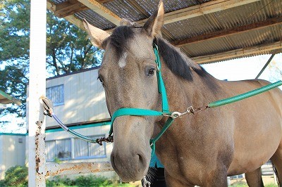 キラキラした瞳生き生きした馬