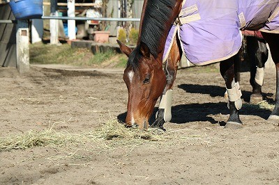 馬の喜ぶこと