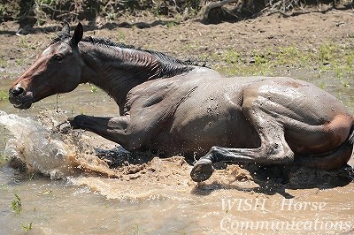 気持ちいい乗馬