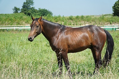 馬を大切にする乗馬クラブ