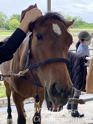 気持ちいい馬の表情