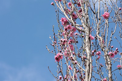桃の花