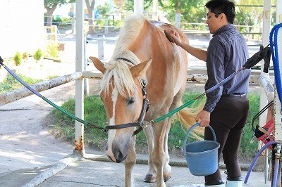 馬の半身浴