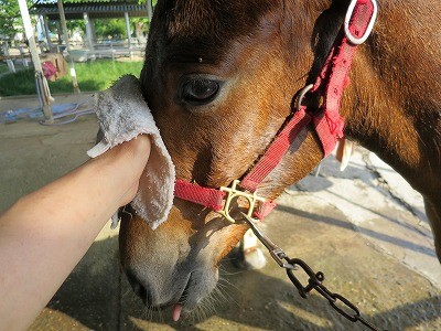 新馬調教　馬の気持ちは顔のタッチにでる