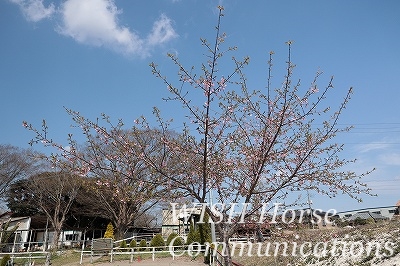 河津桜