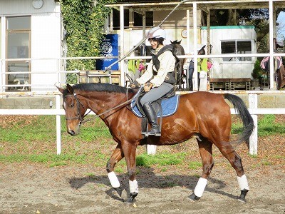 良い馬に教わる