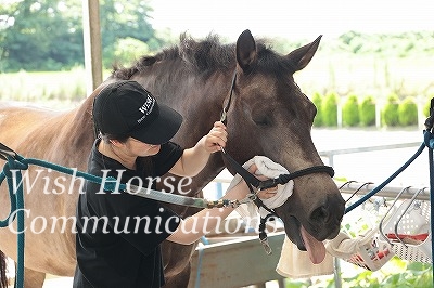 気持ちいいときの馬の表情