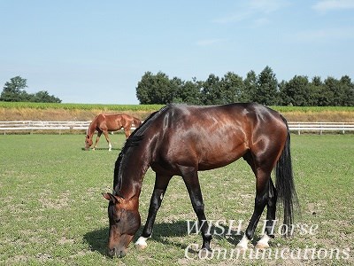 乗馬はどうか健康な馬で