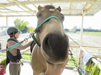 レディーファースト馬ファースト