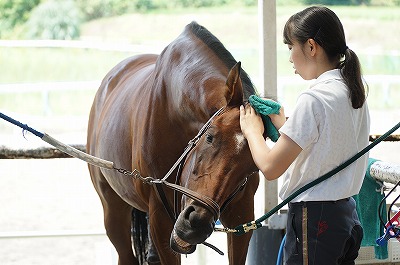 馬が心を許す瞬間