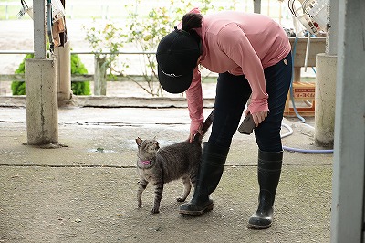 牧場の猫