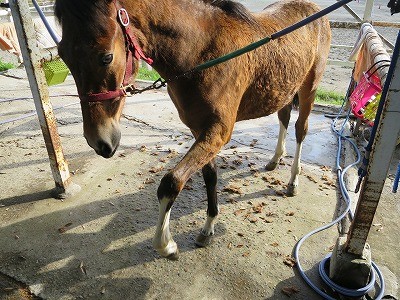新馬調教　馬の理解を得る