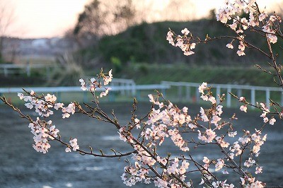 夕日に染まる桜の花