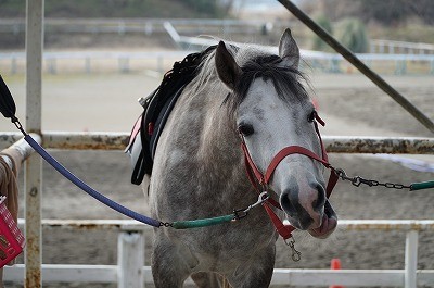 馬も一緒に楽しむ乗馬ができますように