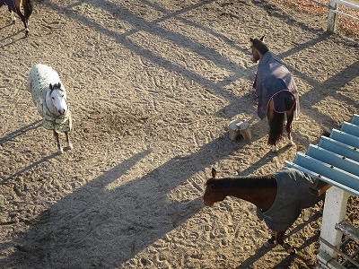 自由に遊ぶ馬達